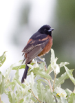 Orchard Oriole 4658